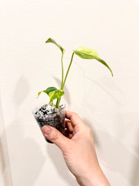 Monstera Electrolyte