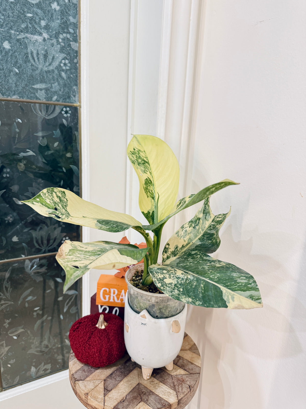 Variegated Dieffenbachia "Big Ben"