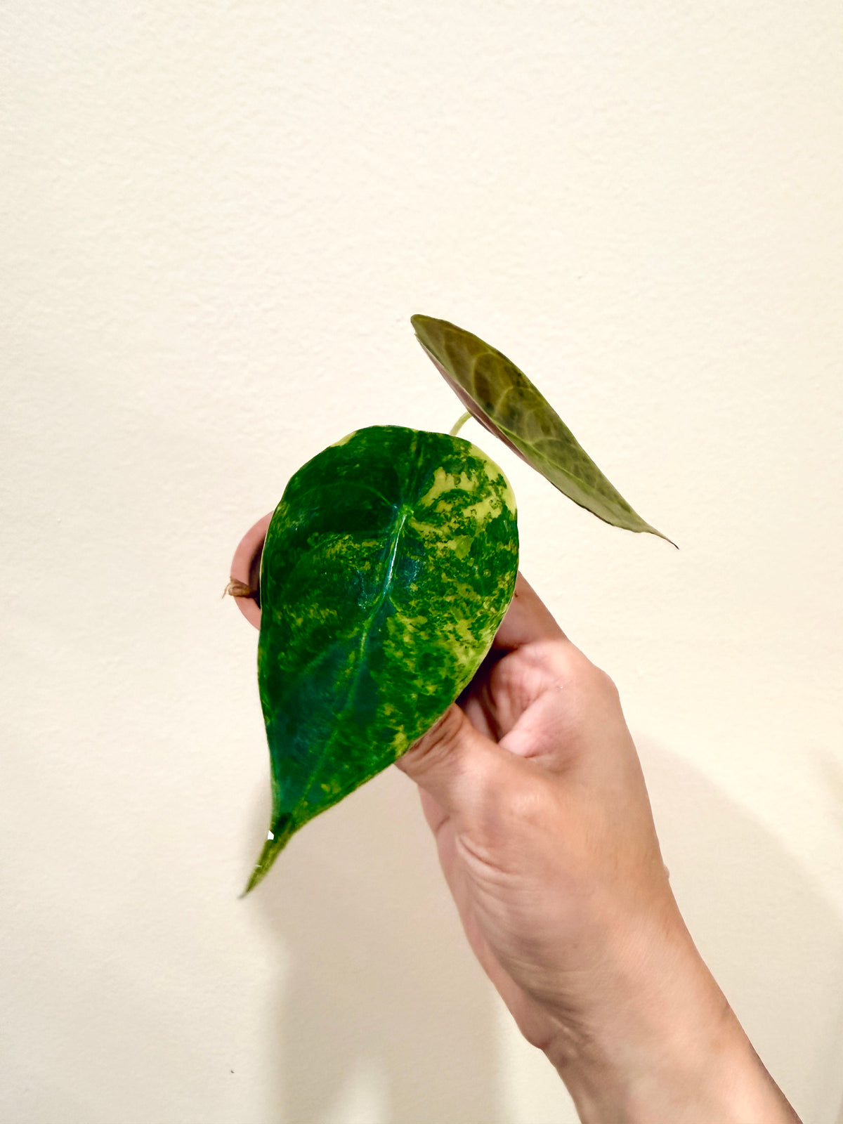 Alocasia Sedenii Aurea
