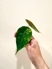 Alocasia Sedenii Aurea