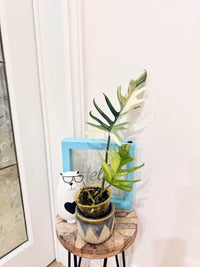 Philodendron Florida x Tortum