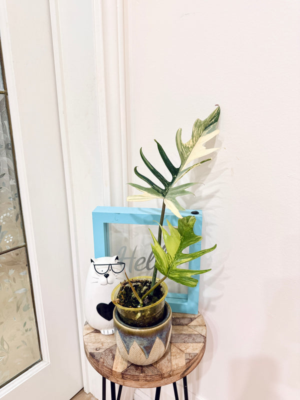 Philodendron Florida x Tortum