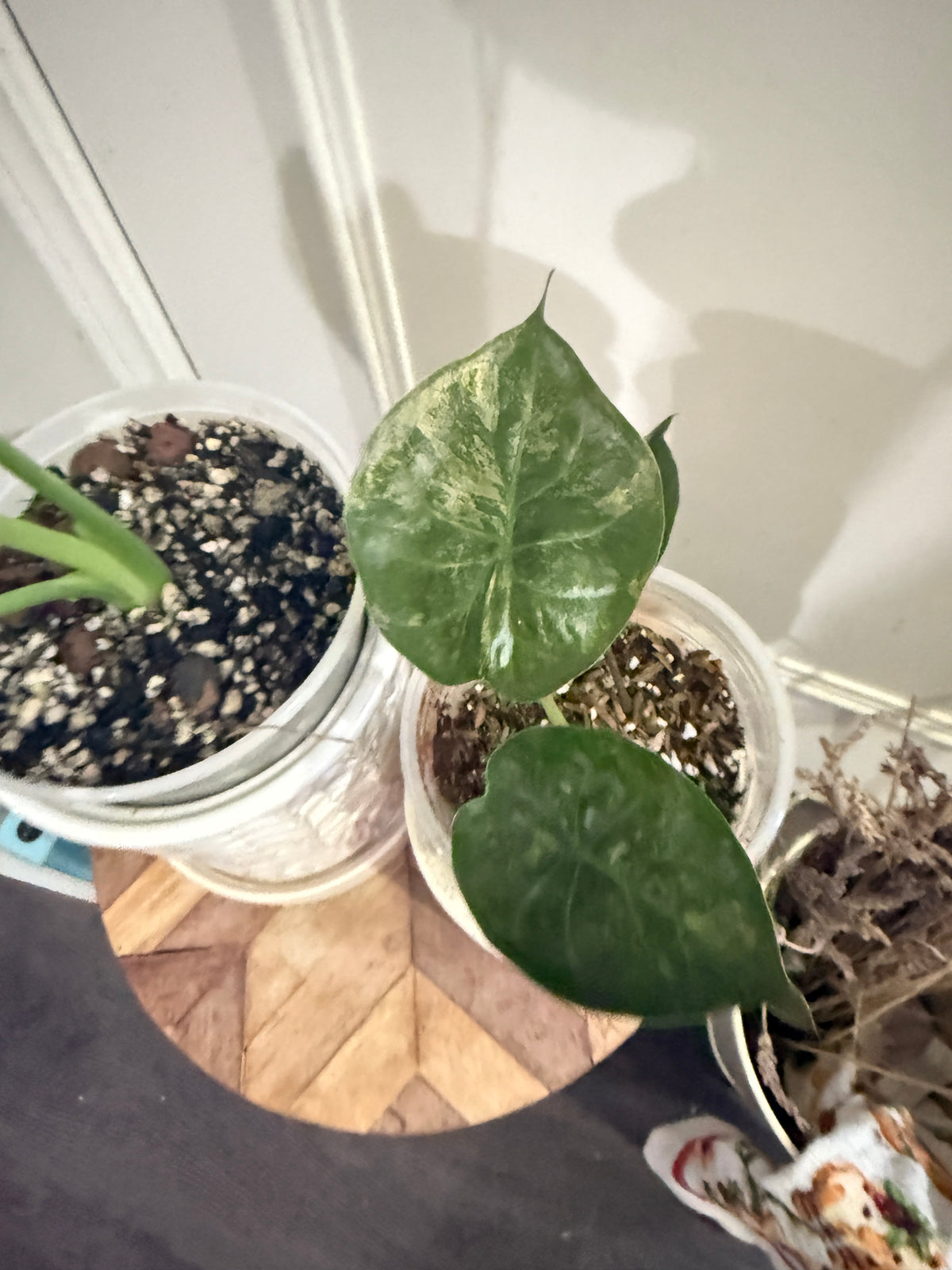 Alocasia Gageana Mint & Wentii Silver
