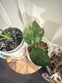 Alocasia Gageana Mint & Wentii Silver
