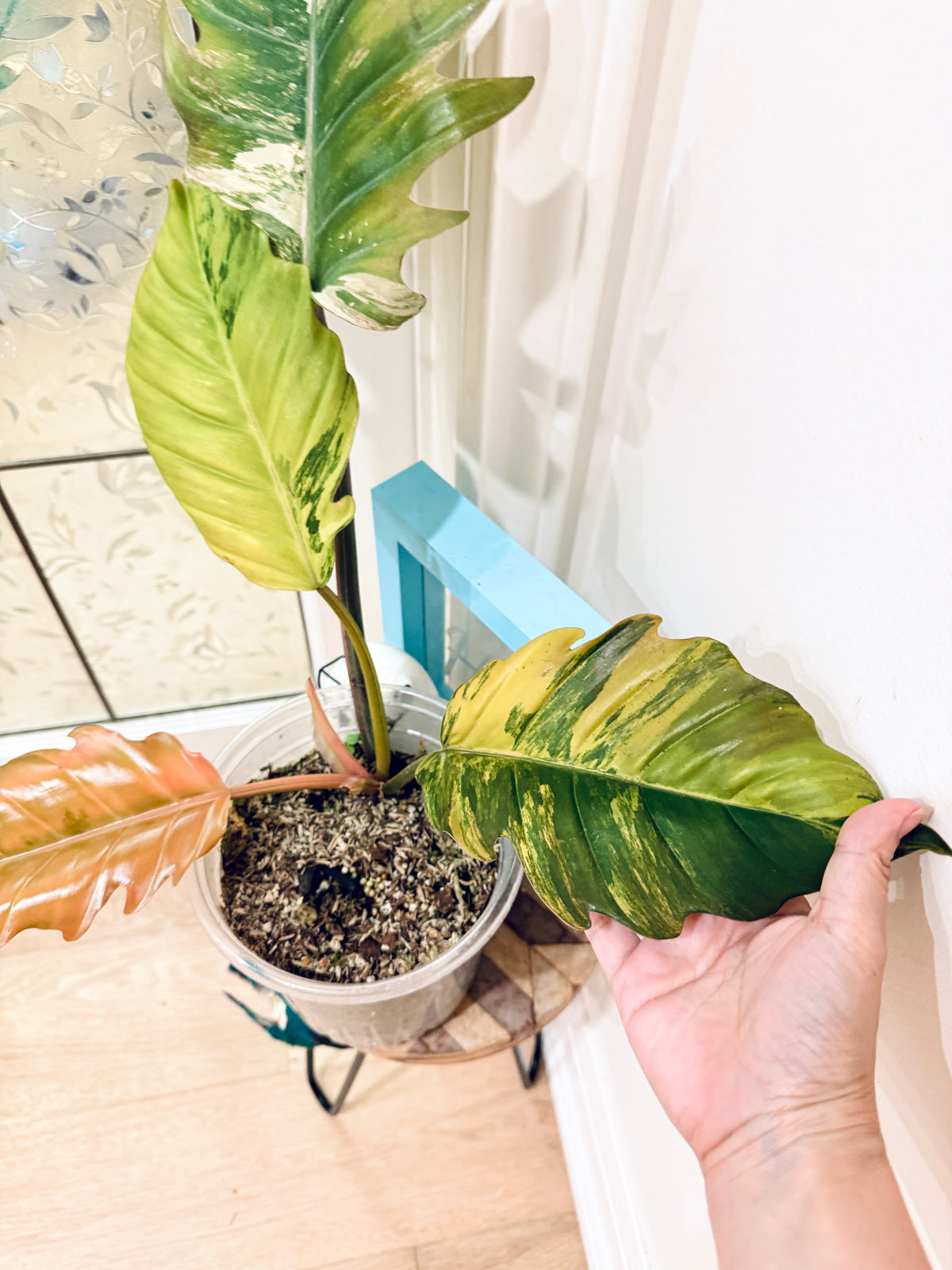 Philodendron Caramel Marble