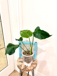 Monstera Zoombie