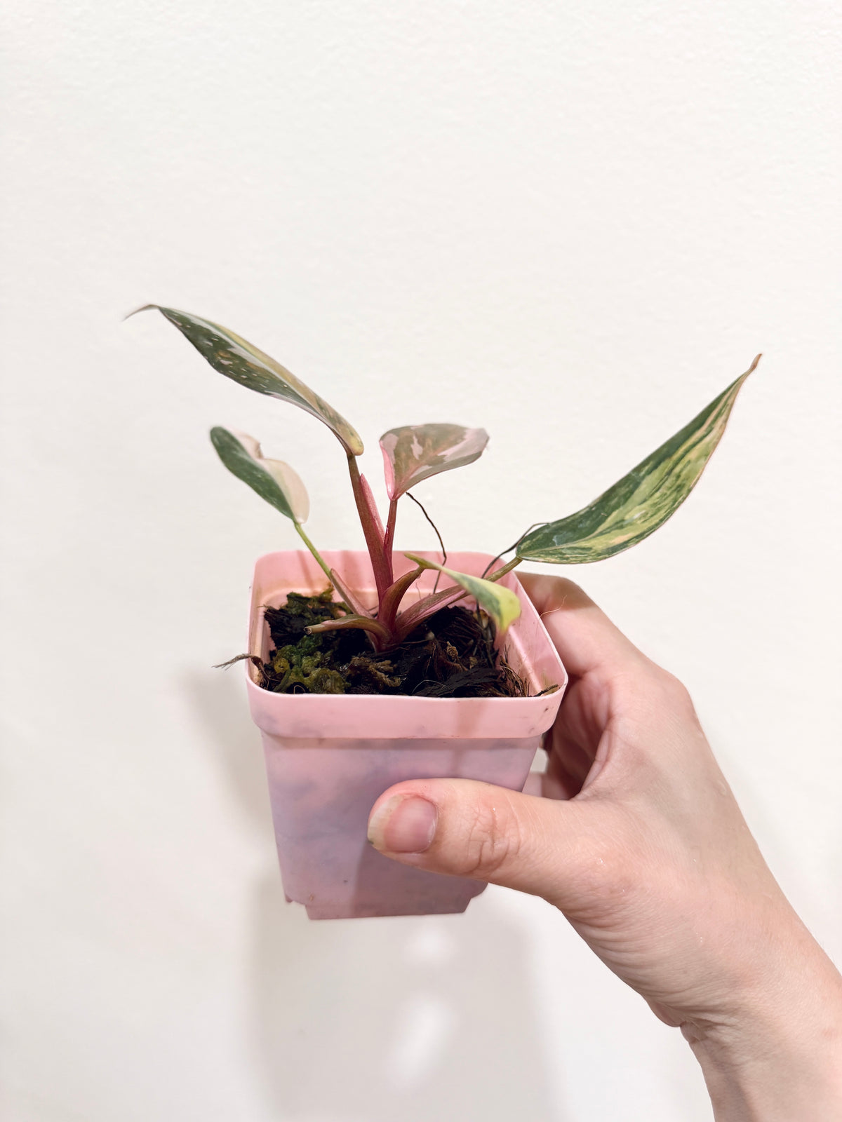 Philodendron Princess Tricolour