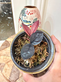 Black Pink ZZ Raven Plant Variegated