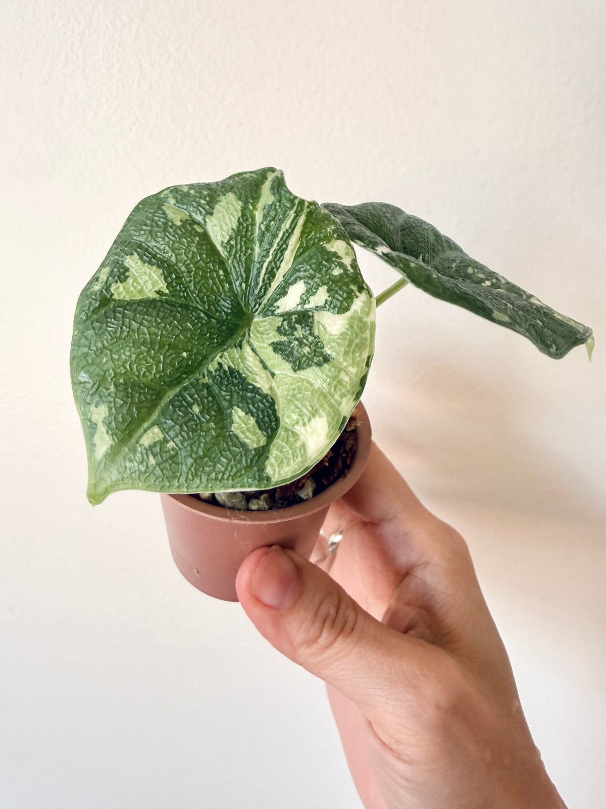 Alocasia Melo Albo