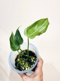 MONSTERA HURRICANE