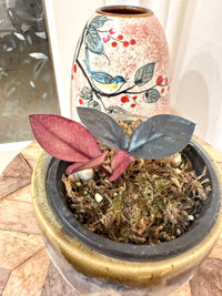 Black Pink ZZ Raven Plant Variegated