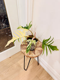 Philodendron Florida x Tortum