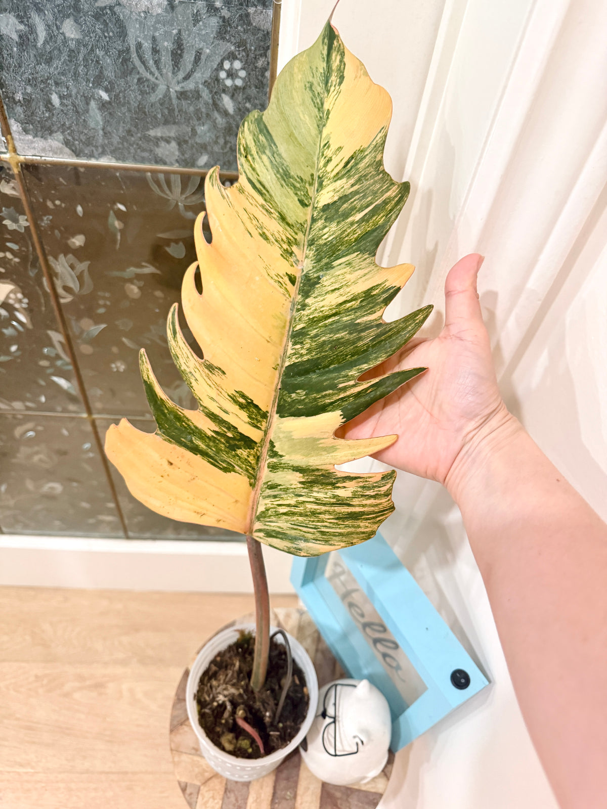 Philodendron Caramel Marble