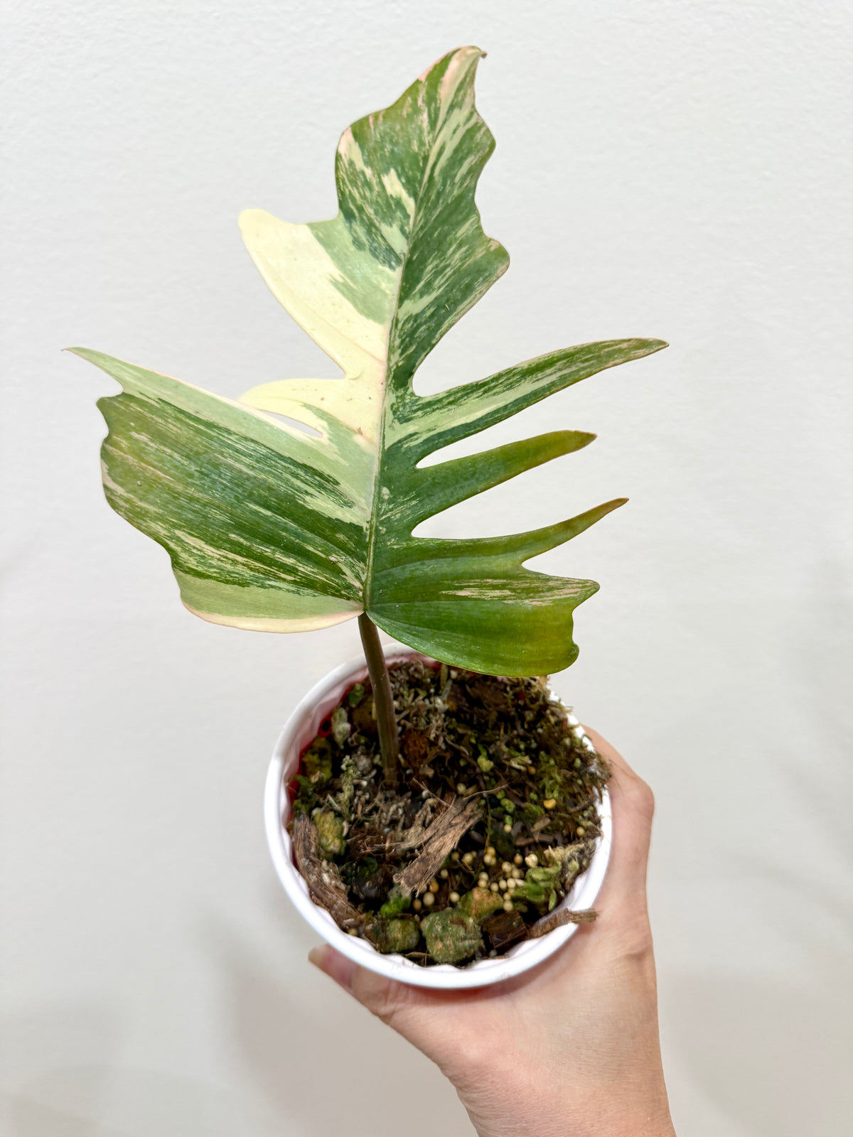 Philodendron Florida Beauty x Tortum