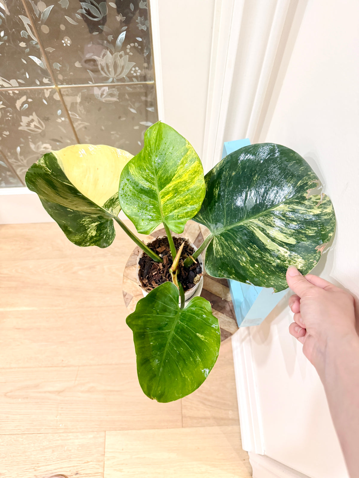 Philodendron White Knight Aurea/Tricolour