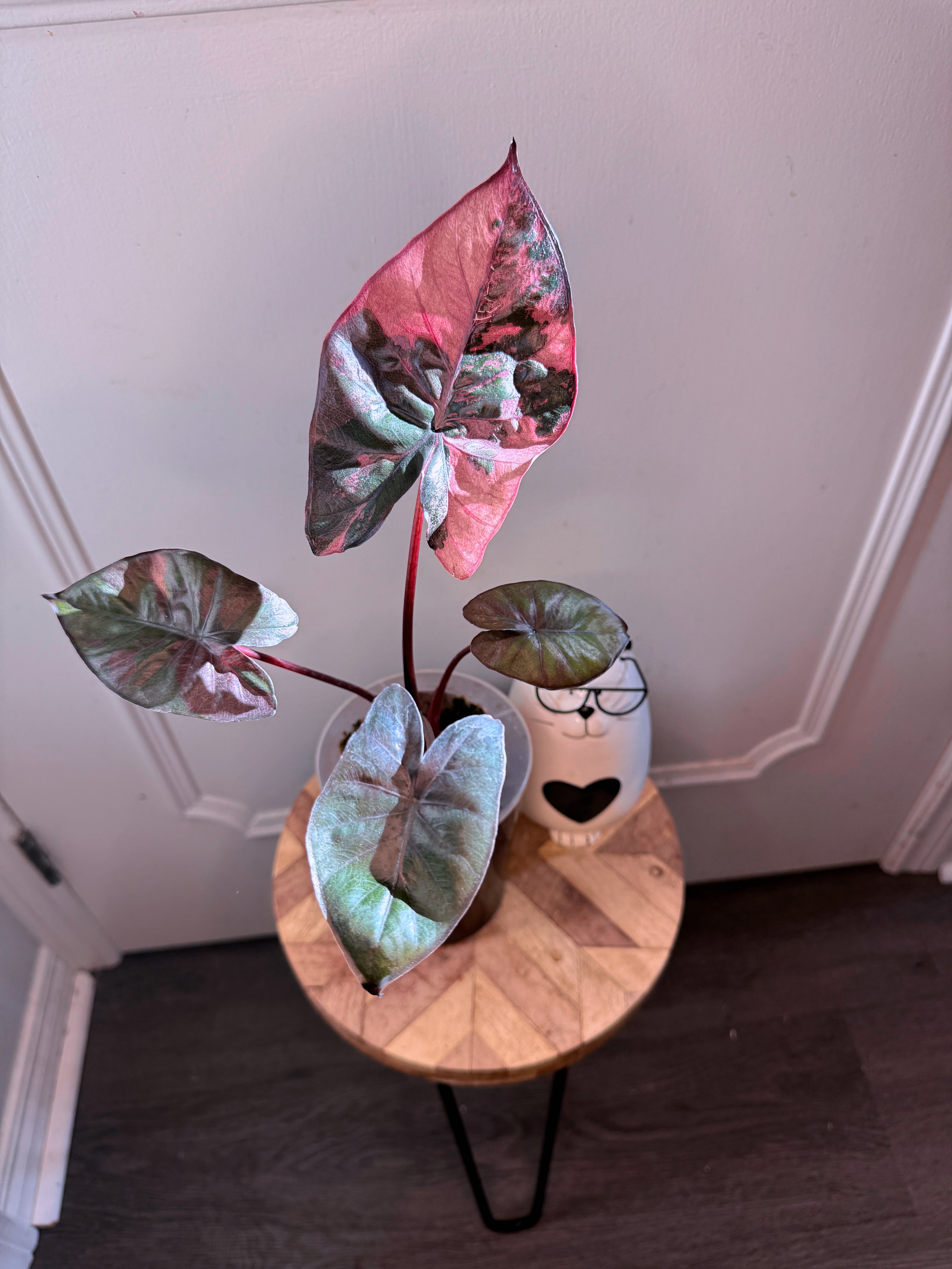 Alocasia Serendipity Variegated – Rare Tropical Plants Canada