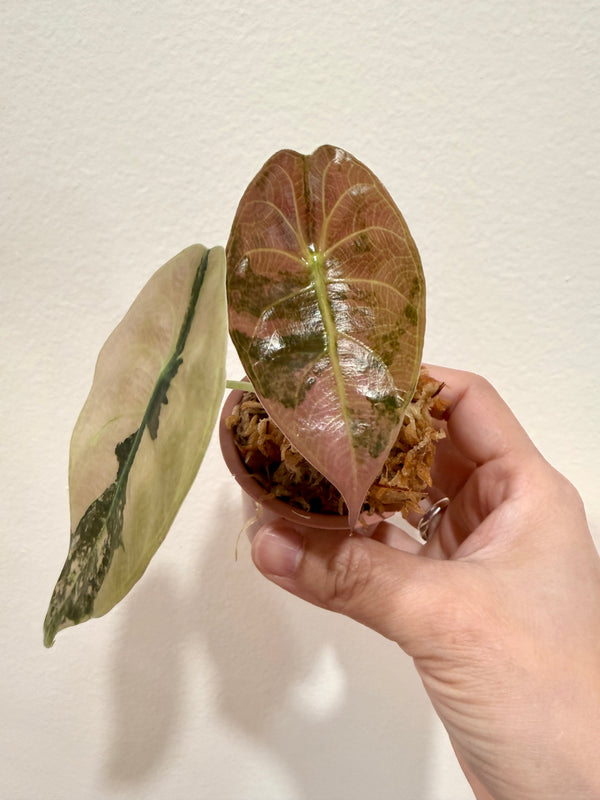 Alocasia Sedenii Aurea