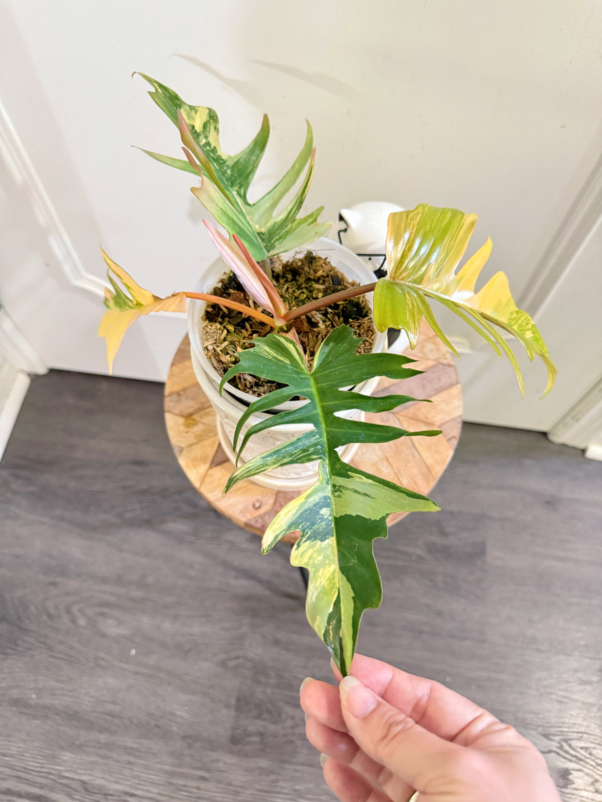 Philodendron Florida Beauty x Tortum Variegated