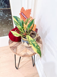 Philodendron Caramel Fire Tiger