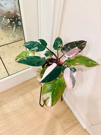 Philodendron Red Anderson Variegated