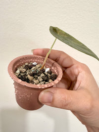 Alocasia Sedenii Aurea