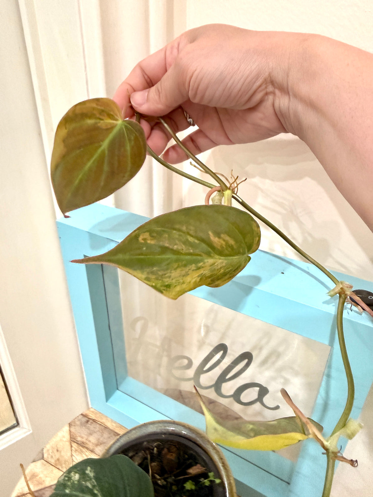 Philodendron Micans Variegated