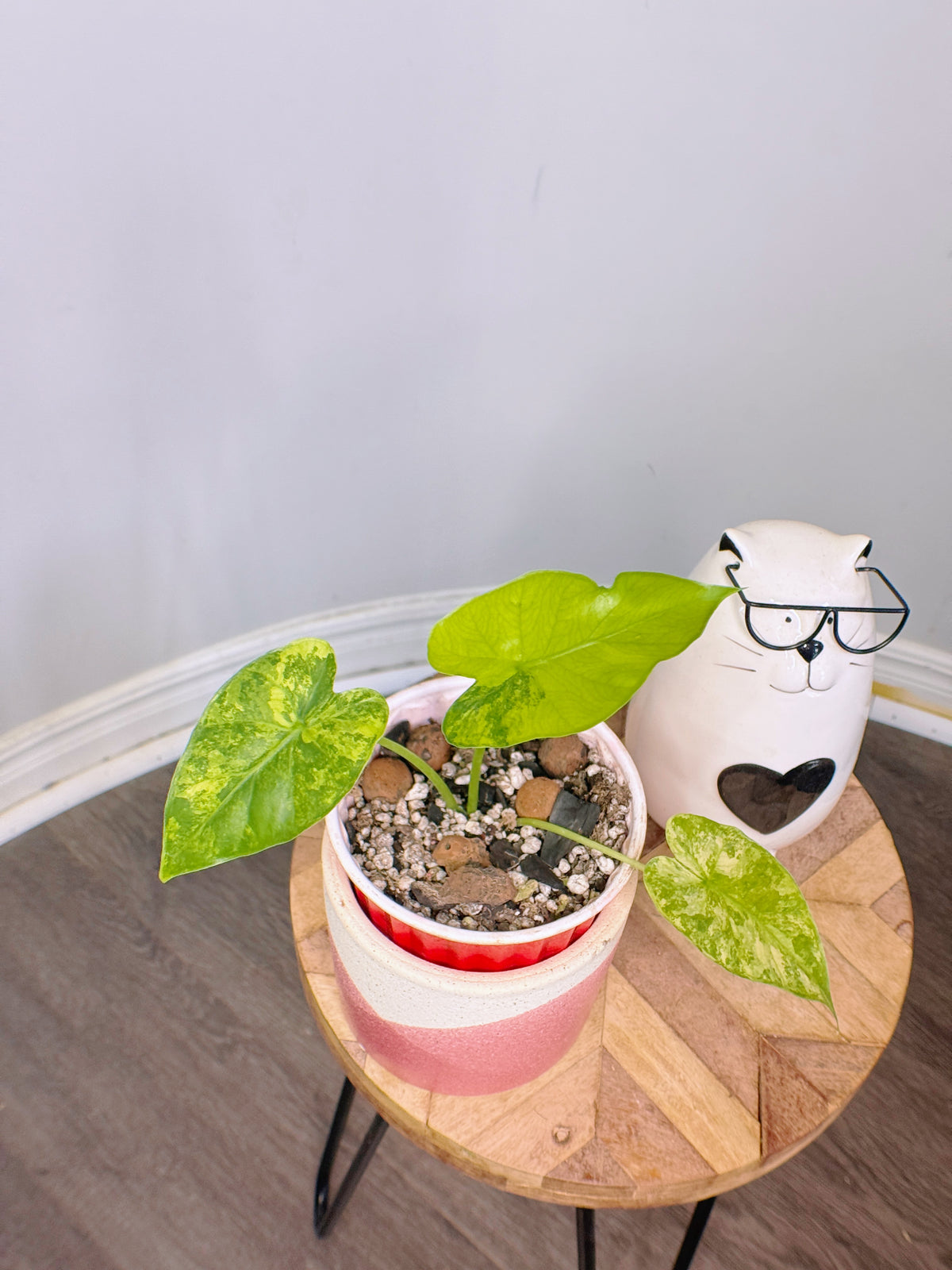 Alocasia Gageana Mint