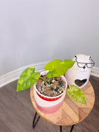 Alocasia Gageana Mint