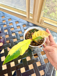 Philodendron Caramel Marble