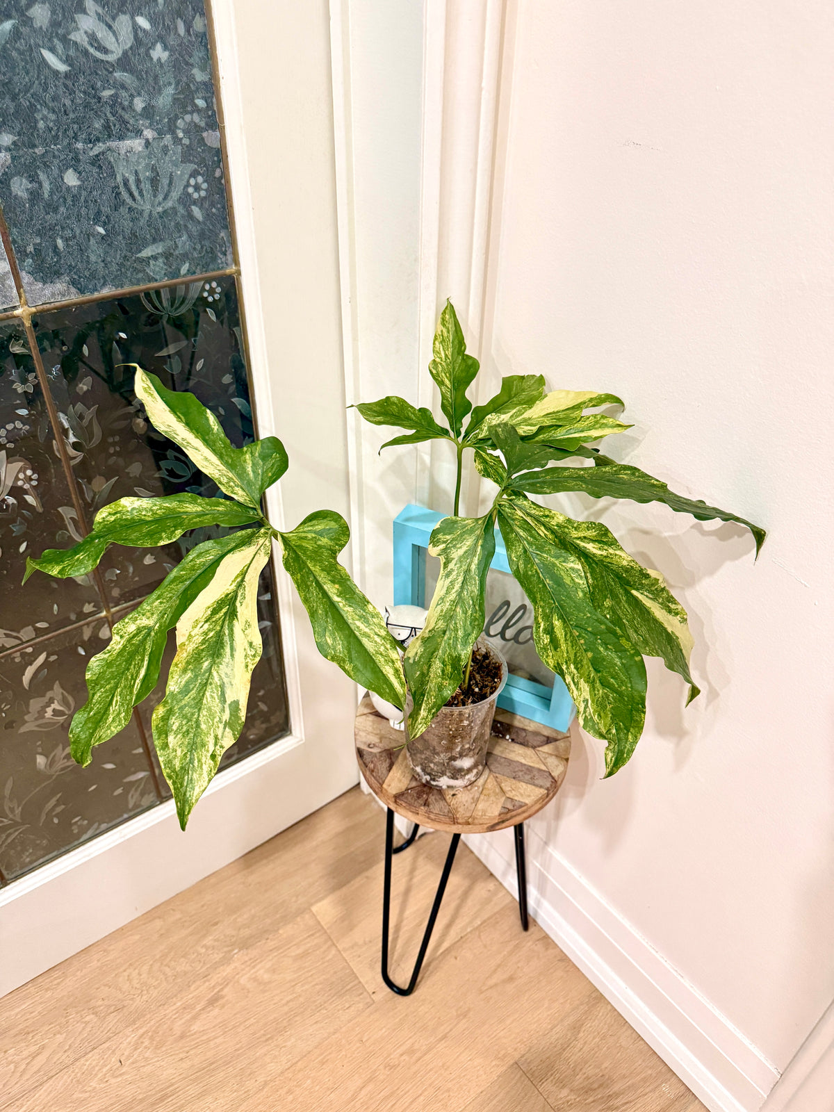Anthurium clavigerum variegated