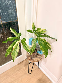 Anthurium clavigerum variegated