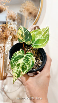 Anthurium Crystallinum Marble