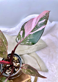 Philodendron Pink Princess Galaxy