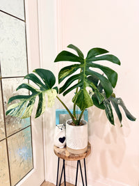 Monstera Jungle Mint
