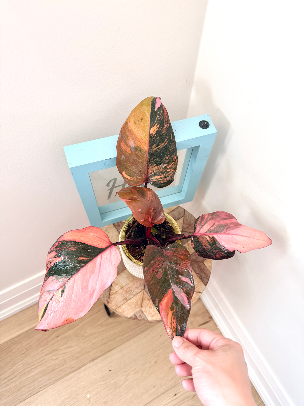 Philodendron Fire Princess