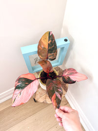 Philodendron Fire Princess