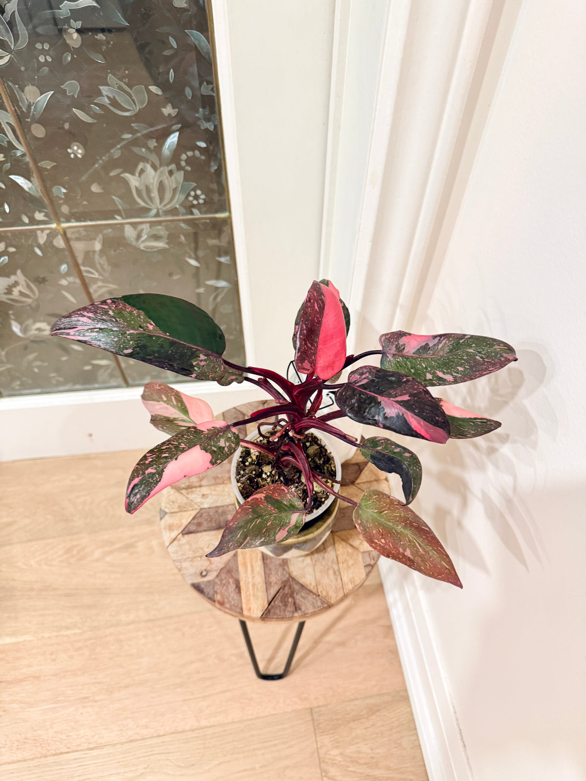 Philodendron Pink Princess Galaxy