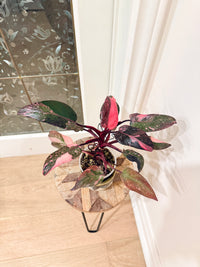 Philodendron Pink Princess Galaxy