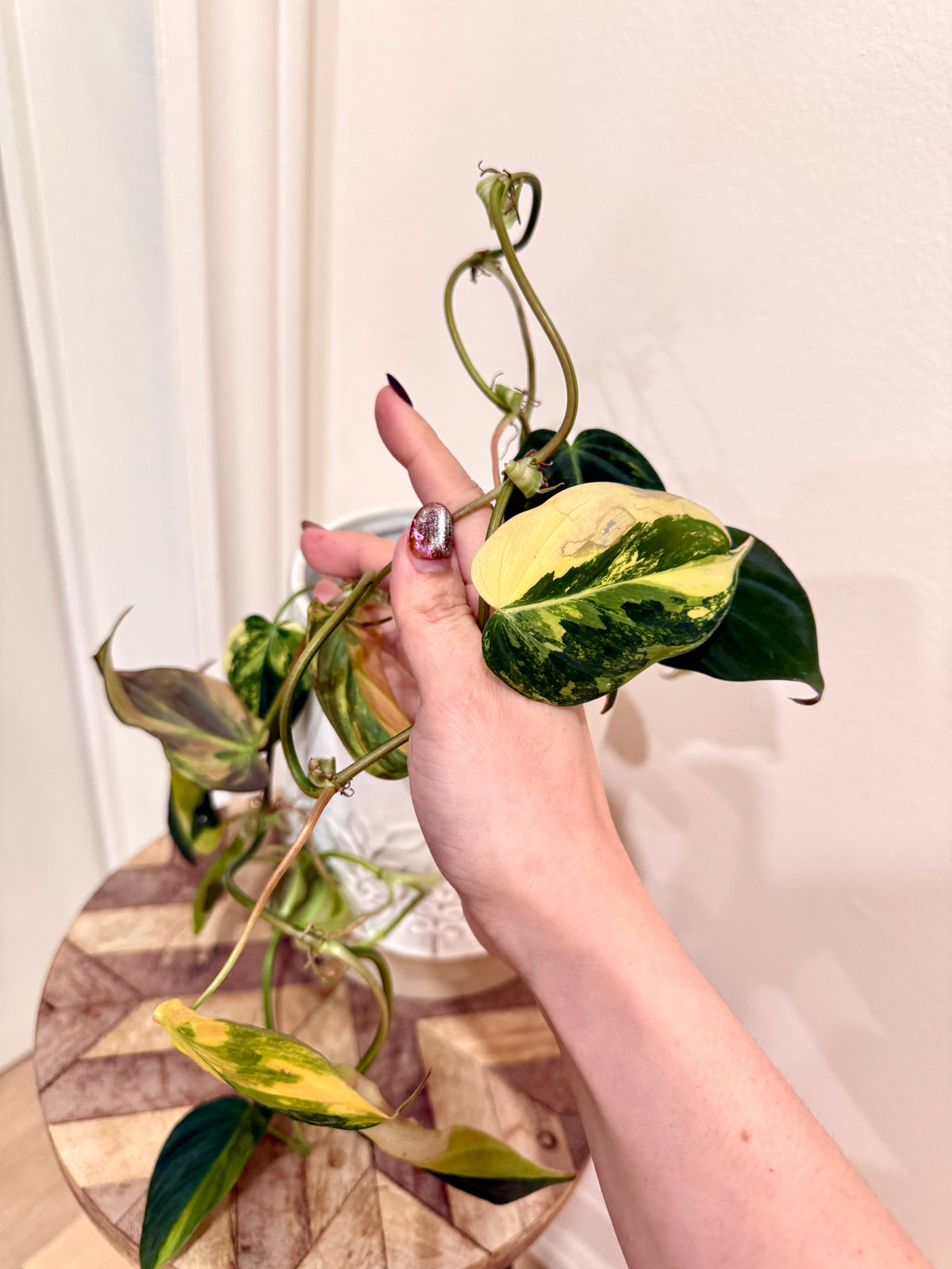 Philodendron Micans Variegated