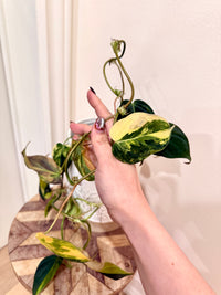 Philodendron Micans Variegated