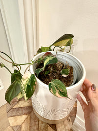 Philodendron Micans Variegated