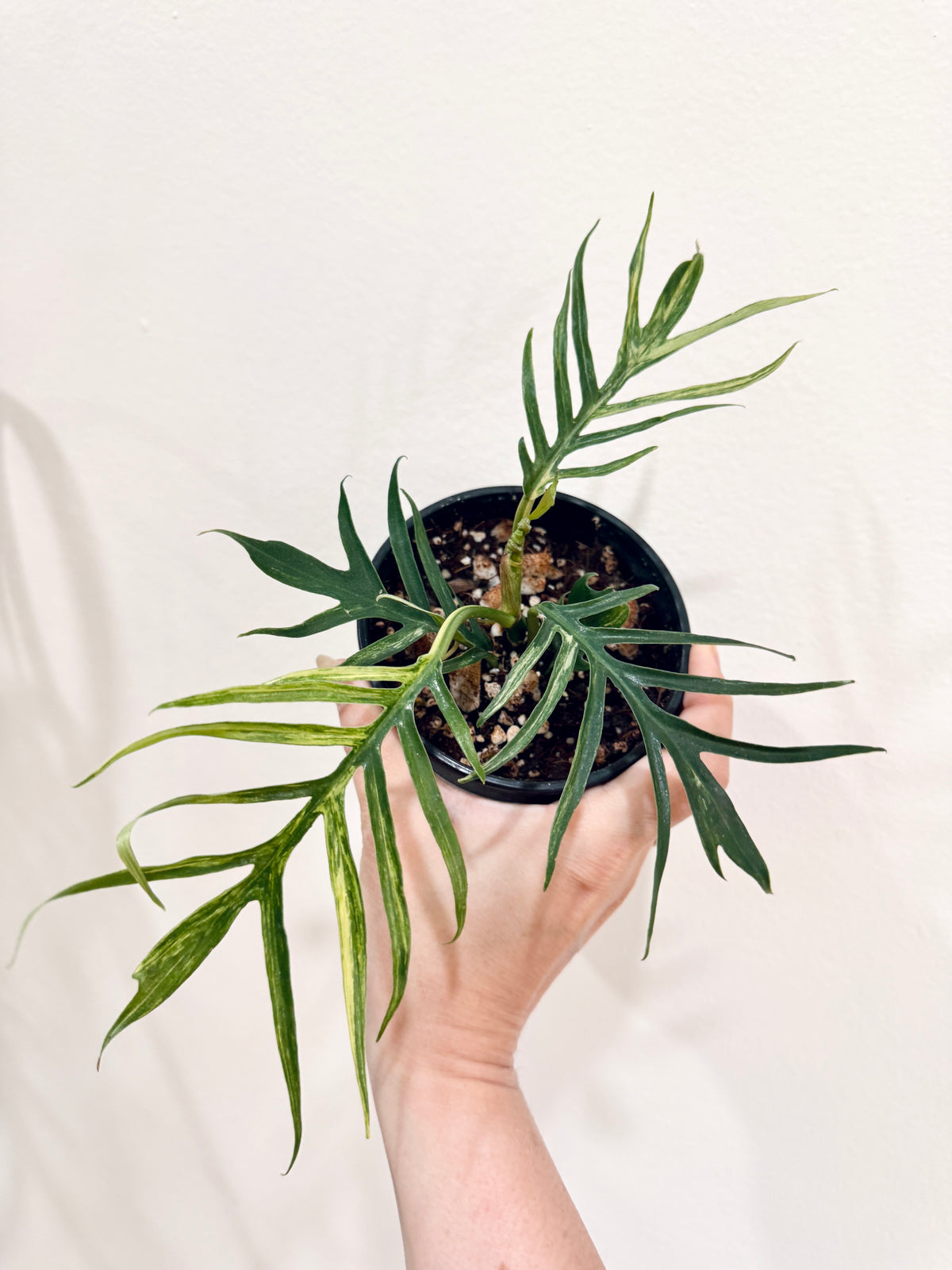 Philodendron Tortum Variegated