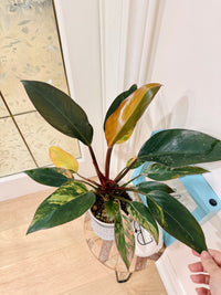 Philodendron Red Congo Variegated