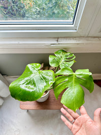 Monstera Compacta Cultivar