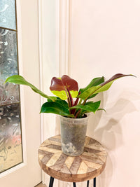 Philodendron Red Moon Variegated