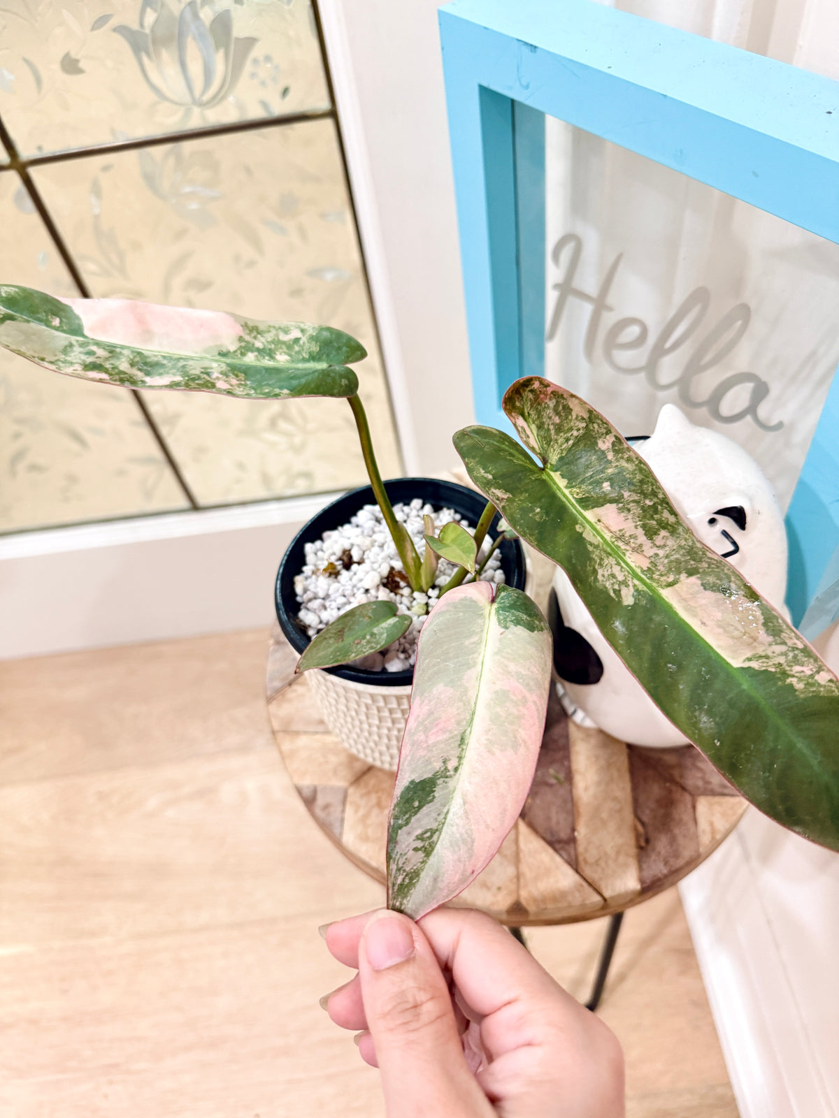 Philodendron Atabapoense Pink Variegated