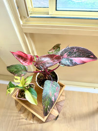 Pink Princess Galaxy & Tetrasperma Albo