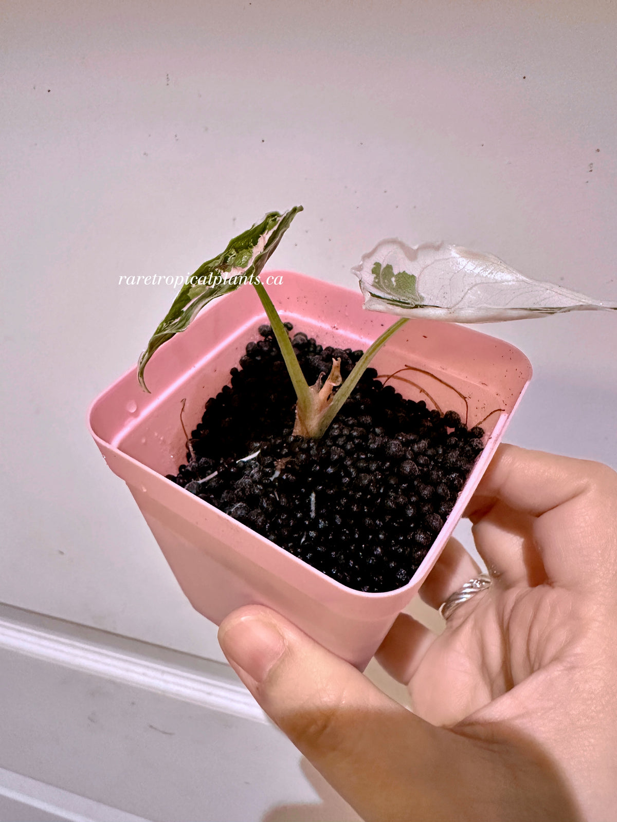 Alocasia Azlanii Pink + BV Gold