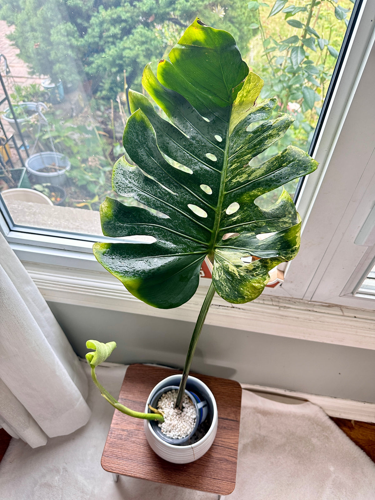 Monstera Ocean Mint