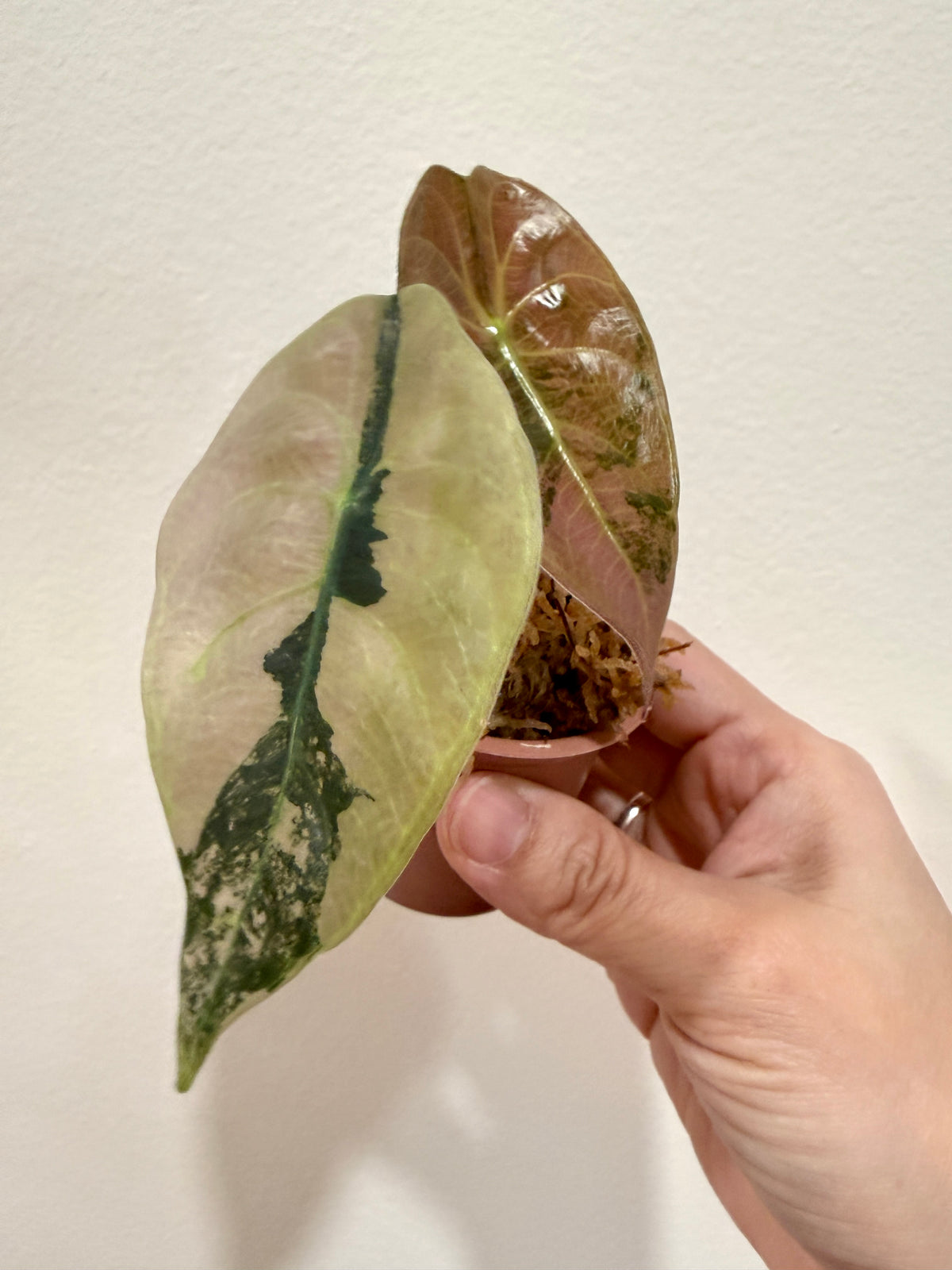 Alocasia Sedenii Aurea